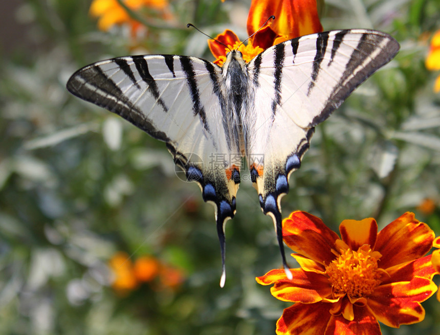 蝴蝶丝尾燕尾植物群动物群花园动物生活宏观昆虫翅膀图片