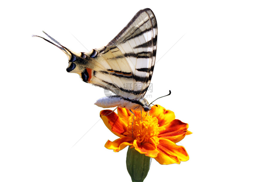 花上蝴蝶动物动物群花园昆虫植物群宏观翅膀生活图片