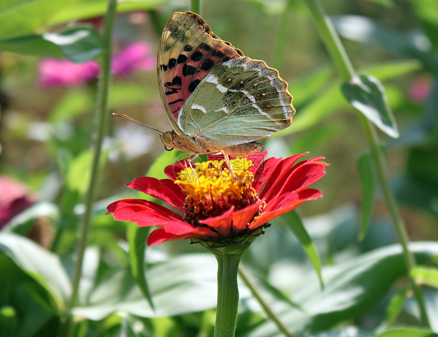 花上蝴蝶紫色棕色花园昆虫红色环境翅膀动物群植物群图片