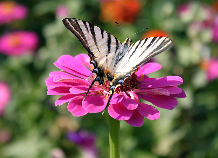 花上蝴蝶宏观红色生活动物群昆虫绿色花园翅膀动物图片