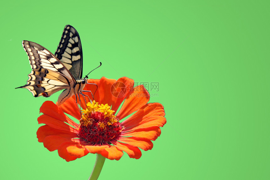 花上蝴蝶昆虫翅膀橙子动物群环境绿色图片