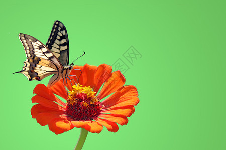 花上蝴蝶昆虫翅膀橙子动物群环境绿色高清图片