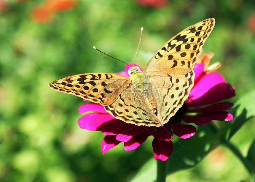 蝴蝶 翅膀张开花园棕色红色环境紫色动物群昆虫植物群图片