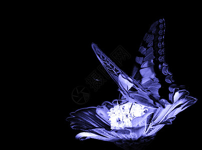 凤蝶玛卡翁花上蝴蝶昆虫环境动物群蓝色黑色翅膀背景