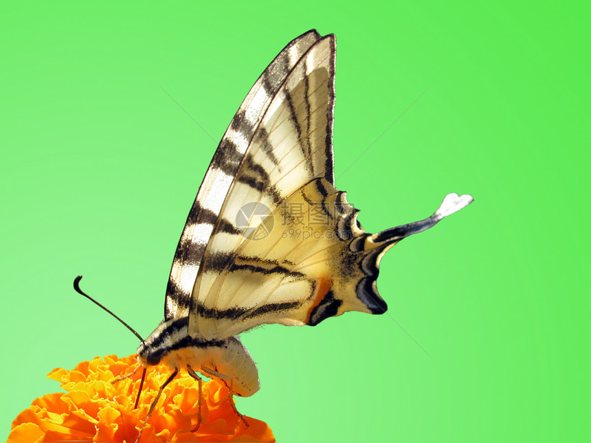 蝴蝶在马龙上翅膀宏观生活动物群动物昆虫绿色图片