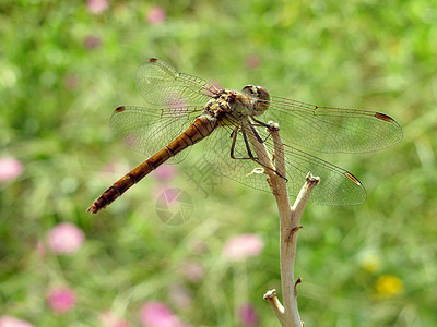 龙绿色昆虫生活动物动物群季节翅膀背景图片