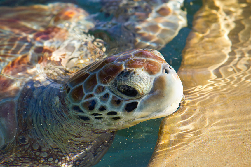 海龟眼睛和脸野生动物蓝色两栖动物生活珊瑚脚蹼环境荒野哈布动物图片