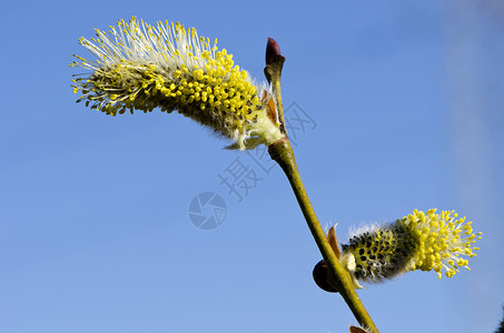 特写大型春季小猫 山羊柳地天空叶子阳光植物柳絮太阳枝条生长植物群花粉蓝色背景图片