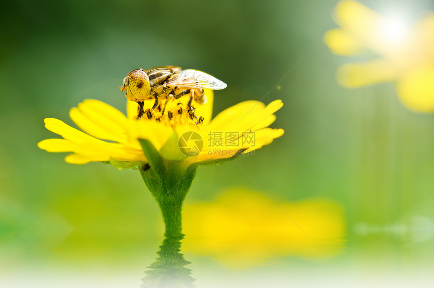 果果文件或绿色性质的鲜花文件昆虫黄色蜜蜂翅膀野生动物条纹宏观苍蝇动物学图片
