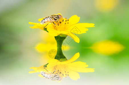 果果文件或鲜花绿色性质的宏翅膀昆虫条纹苍蝇动物学宏观黄色野生动物蜜蜂背景图片