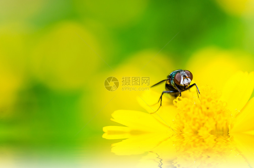 以绿色性质飞行宏垃圾白色漏洞害虫翅膀昆虫红色房子宏观食物图片