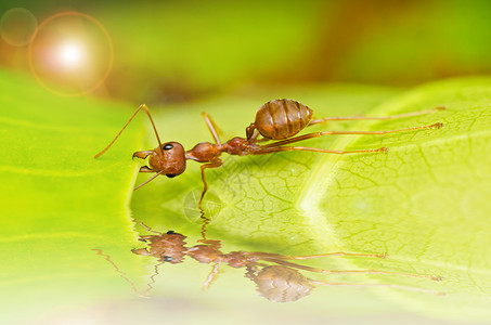 蚂蚁强大强大的红蚂蚁白色野生动物昆虫照片橙子生物水平红色腰部绿色背景