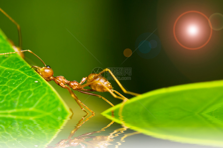 红蚂蚁如此疲累照片绿色宏观天线旅行橙子腰部工人探索昆虫图片
