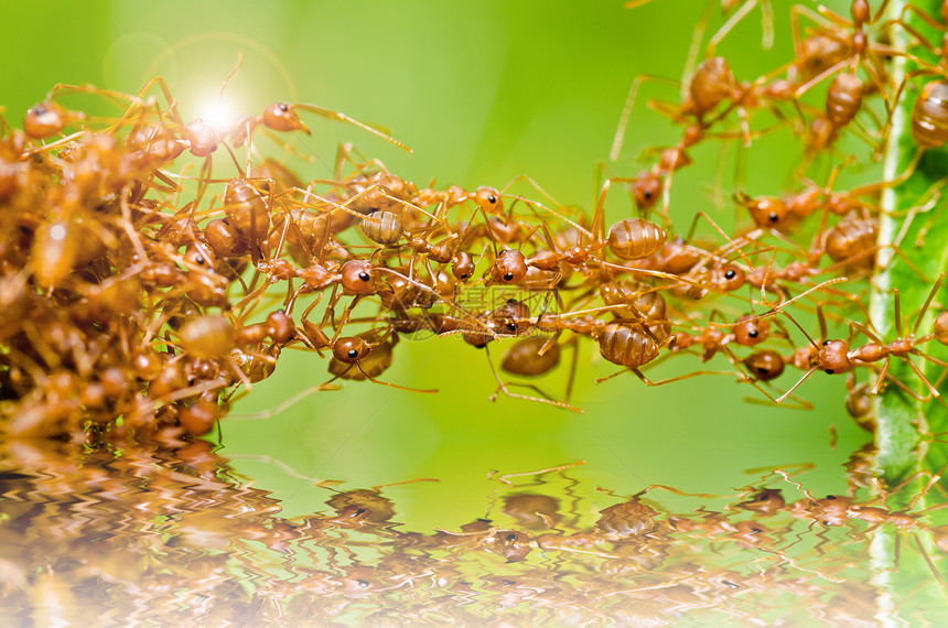 绿色性质的红蚂蚁野生动物损害宏观红色工人水平生物漏洞昆虫橙子图片