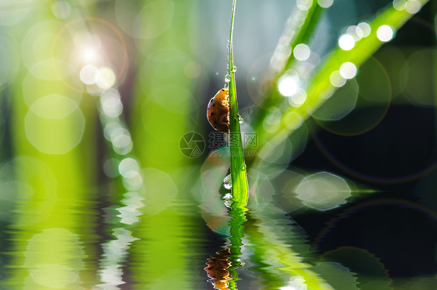 绿色自然中的大雨和阳光丛林野生动物昆虫宏观生活棕色漏洞甲虫爬坡季节图片