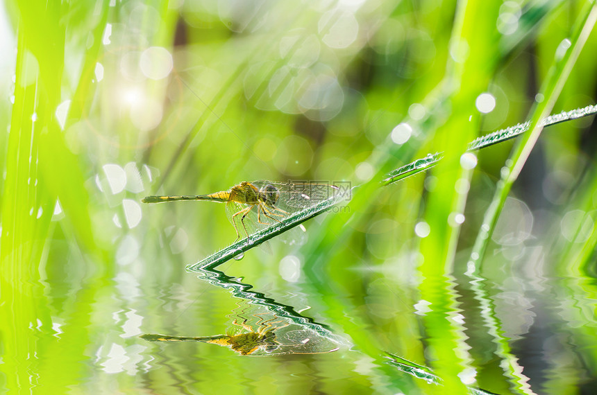 花园中的和阳光蜻蜓宏观昆虫绿色翅膀野生动物生活追逐者漏洞眼睛图片