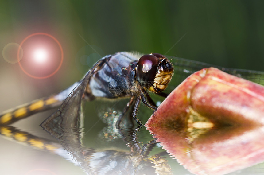 花园中的宏观野生动物昆虫生活蜻蜓追逐者翅膀漏洞眼睛绿色图片