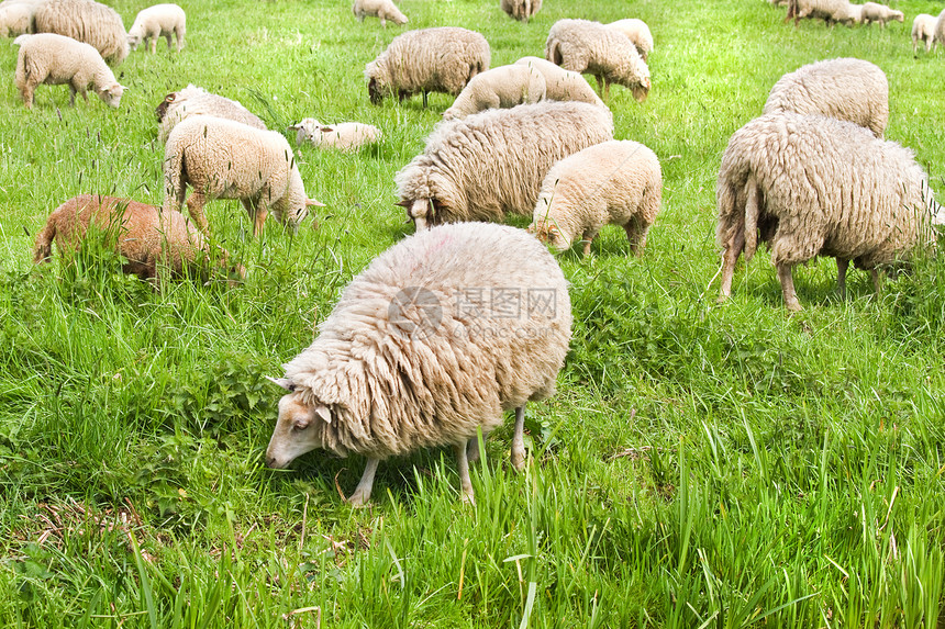 春天的牧羊群图片