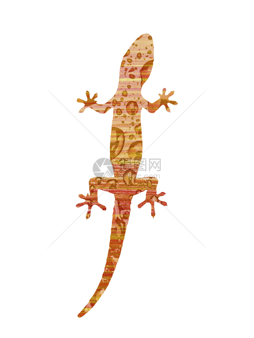 白色的壁画热带荒野尾巴生物蜥蜴爬行动物液体宏观脊椎动物野生动物图片
