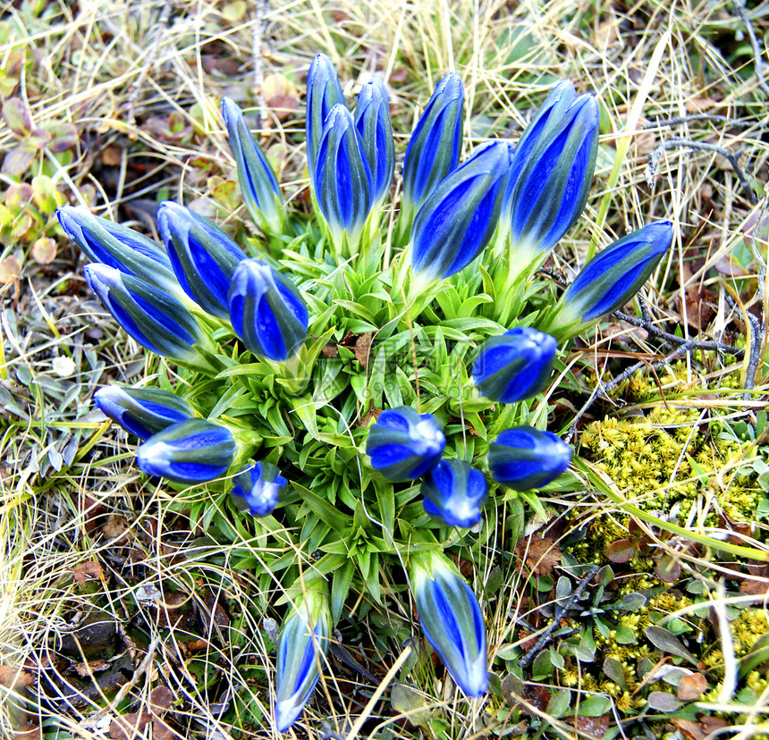 春季时的山花木材植物蓝色苔原花束草本植物场地花瓣植物群图片