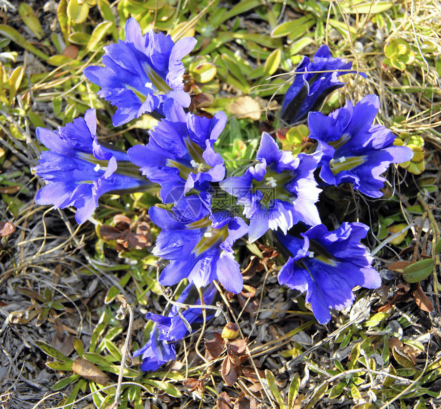 苔原中的蓝花图片