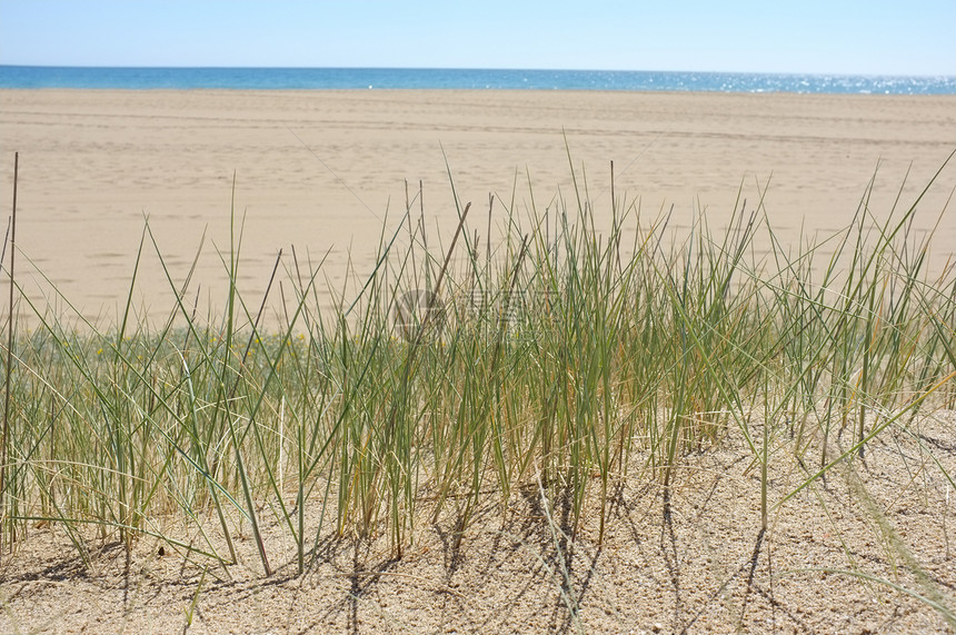 沙丘上的青草植被植物群阳光支撑海洋海岸水平晴天海滩图片