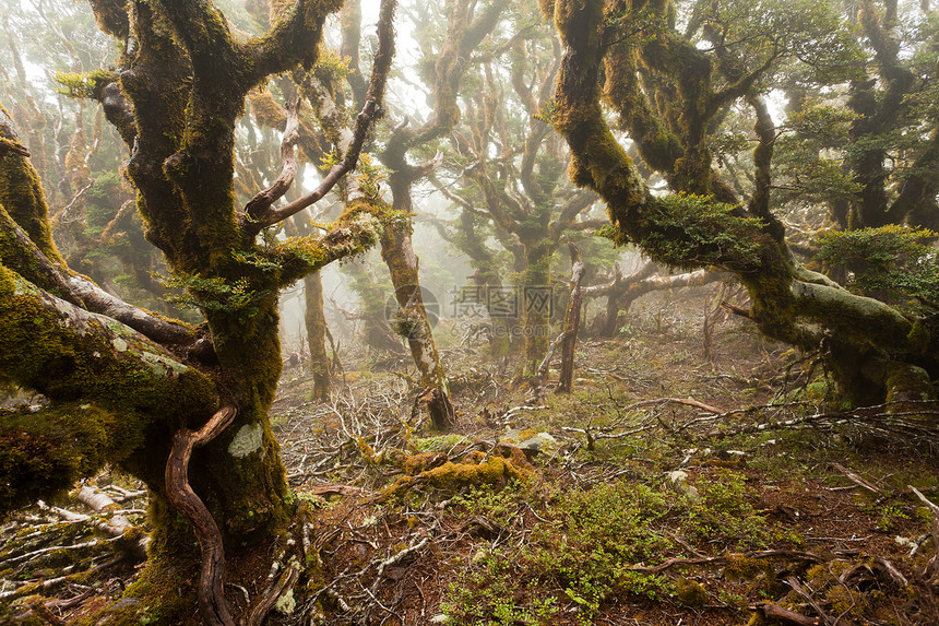 新西兰马尔布尔堡维尔京山雨林蕨类生长草丛森林苔藓荒野处女雨林叶子植物图片