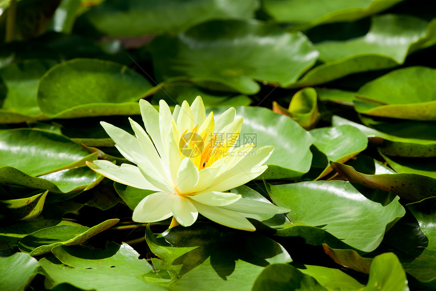 黄莲情调植物群花瓣百合异国花朵反射热带池塘植物图片