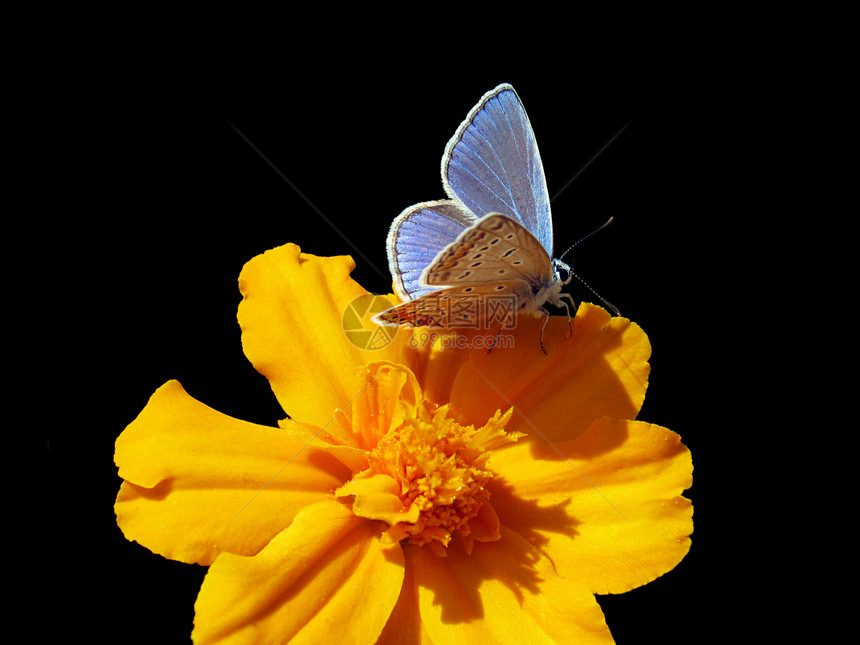 花上蝴蝶黑色动物群生活宏观动物昆虫翅膀橙子图片