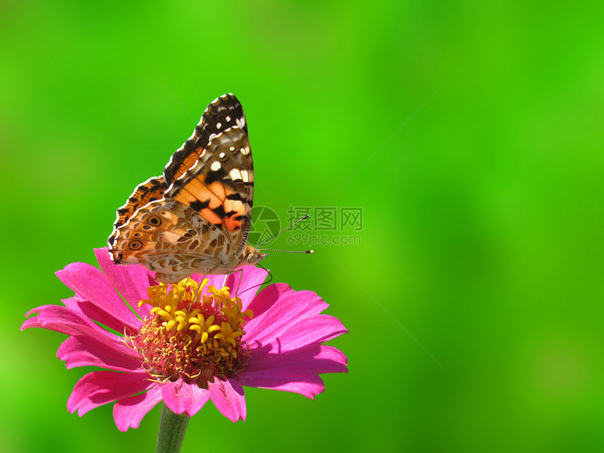 夏季背景红色动物群女士环境绿色昆虫紫色植物群翅膀花园图片