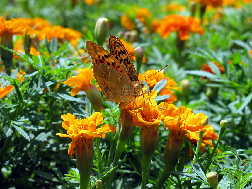 花上蝴蝶黄色环境动物群花坛草地花朵绿色翅膀昆虫自然图片