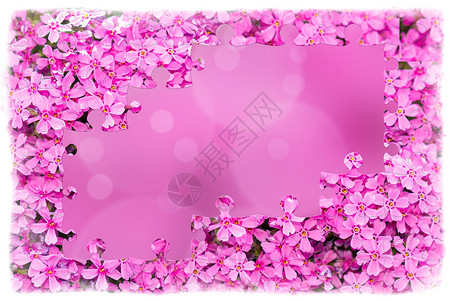 粉红花板和花的拼图框架团体粉色叶子季节花瓣花店植物群生长植物背景图片