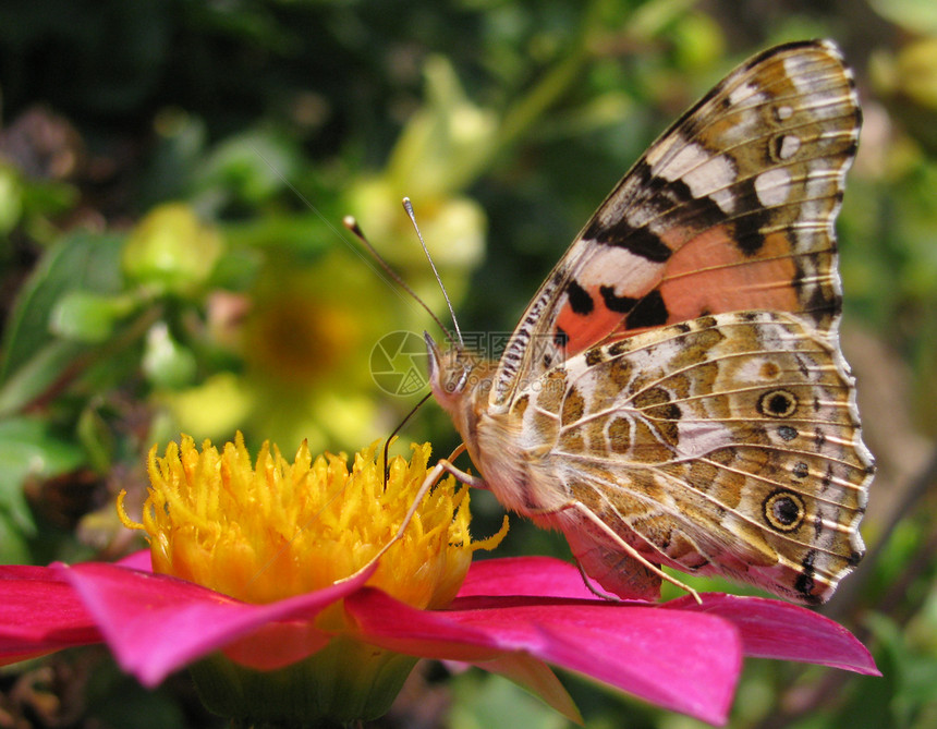 花上蝴蝶野生动物植物群荒野生物学昆虫动物群和平环境黄色环境保护图片