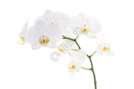 兰花热带浪漫植物学植物展示白色花瓣植物群黄色背景图片