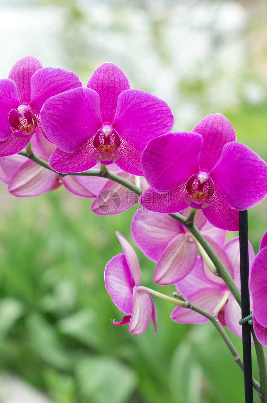 兰花阳光植物群热带礼物紫色情调植物学宏观花园脆弱性图片