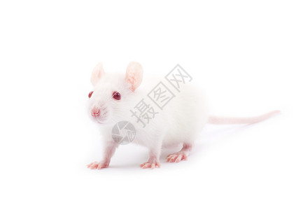 老鼠尾巴大鼠实验害虫宠物白色毛皮老鼠好奇心实验室红色尾巴背景