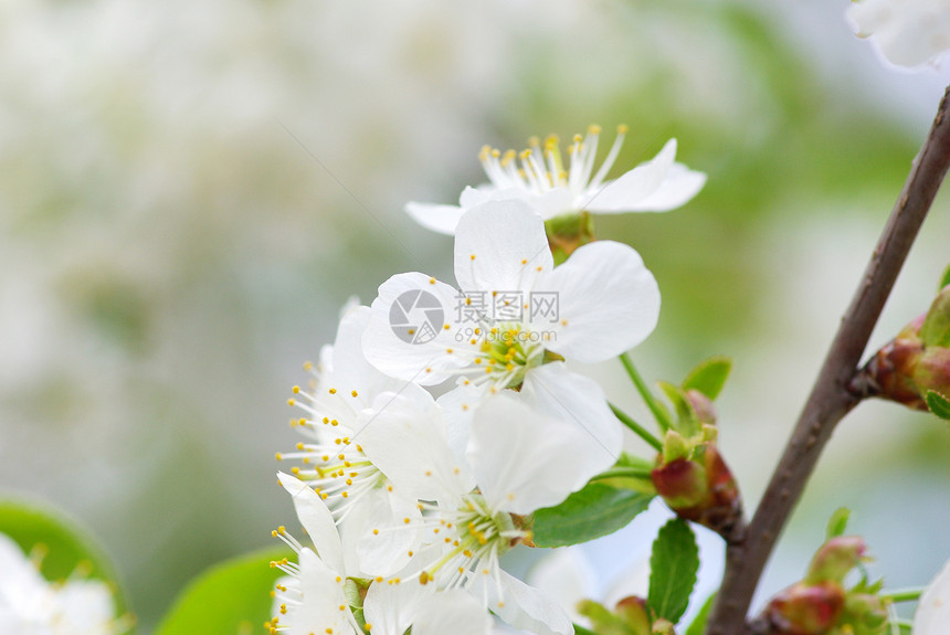 开花季节性花瓣白色绿色图片