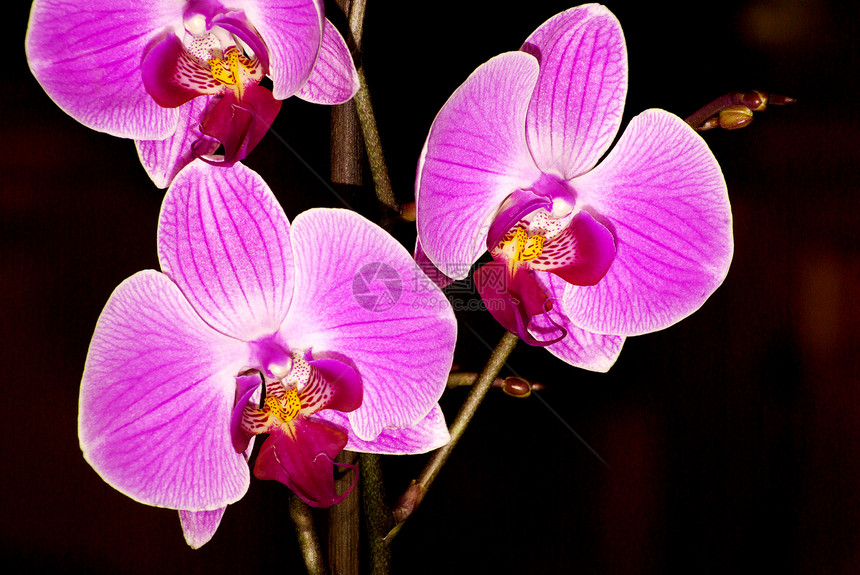 兰花卡片花束植物工作室热带黑色粉色温泉框架礼物图片
