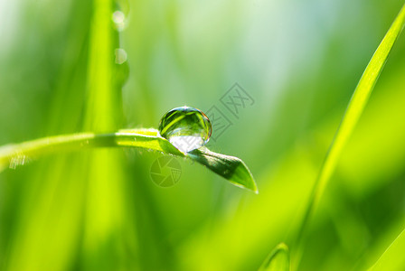 草地的降水量高清图片