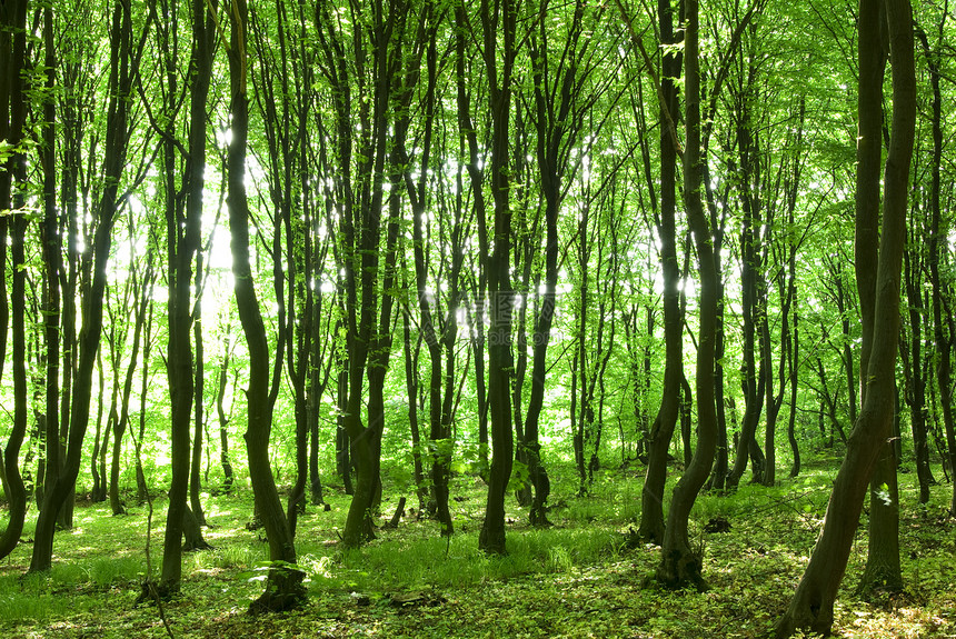 绿林风景精神宗教阳光荒野辐射树木空地林地植物图片
