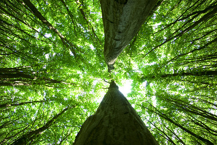 绿叶绿色树叶环境生长植物森林叶子树木宏观背景图片