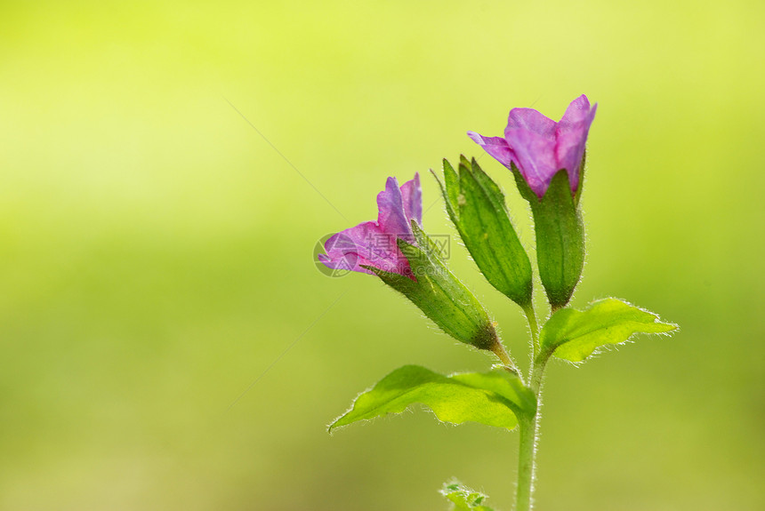 花朵花园阴影蓝色花瓣宏观毛茛植物森林公园植物群图片