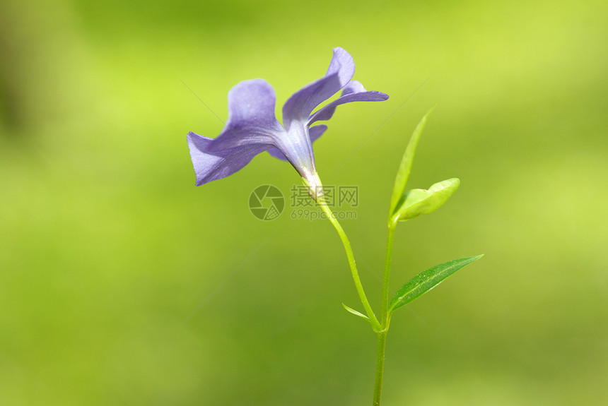花宏观阴影蓝色公园植物花园花瓣植物群森林毛茛图片
