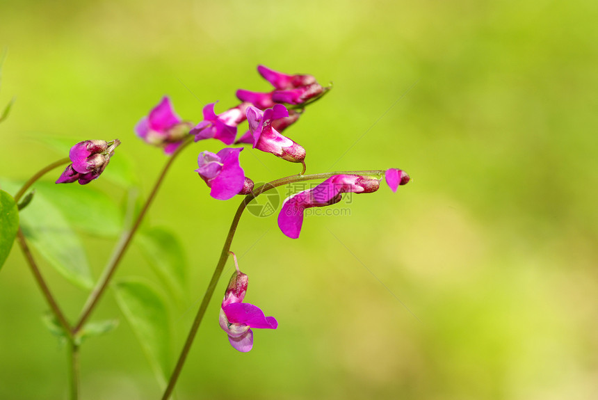 春花毛茛花瓣宏观阴影公园森林植物花园植物群图片