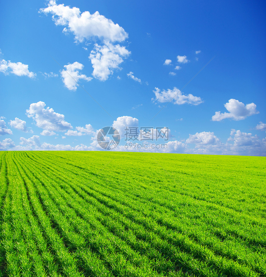 风景水平环境草地绿色阳光远景活力全景季节树叶图片