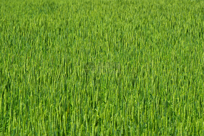 小麦田小麦面包农场农民种子蓝色生产生长植物场地图片
