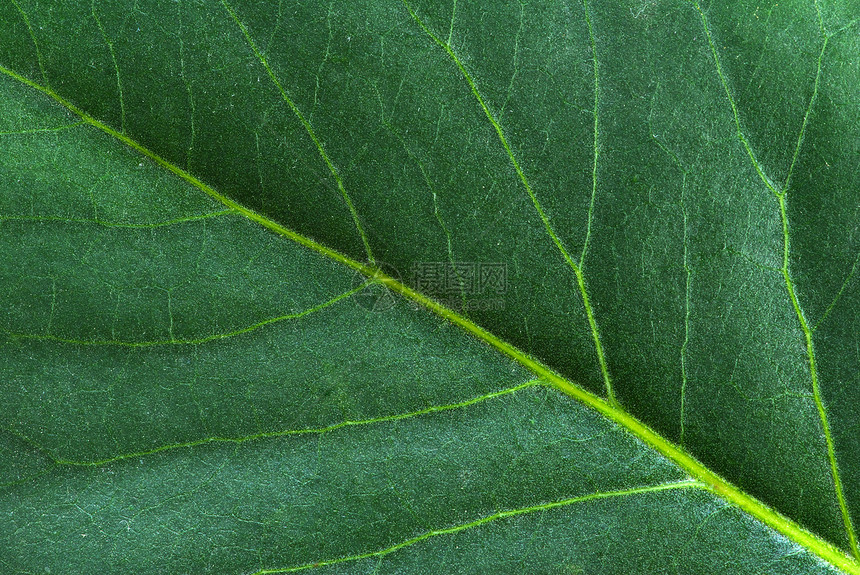 叶子光合作用生长生活植物绿色环境宏观植物群脉络图片