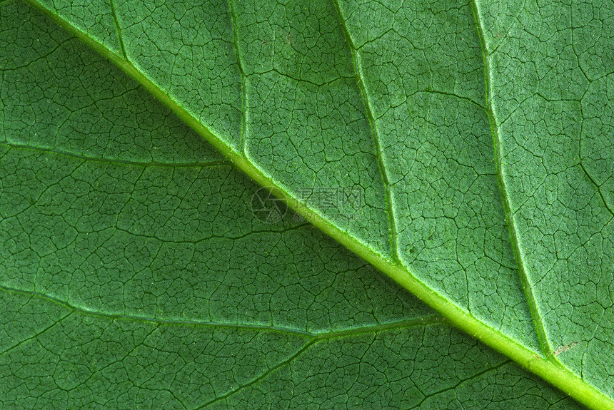 叶形图案叶子脉络生态植物光合作用宏观生长线条植物群绿色图片