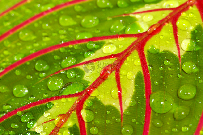 有叶叶滴床单植物草本植物绿色网格生长雨滴生活花园叶子图片