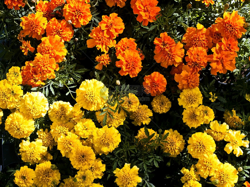 万寿菊草本植物花园花朵植物群花坛叶子美丽墙纸宏观图片